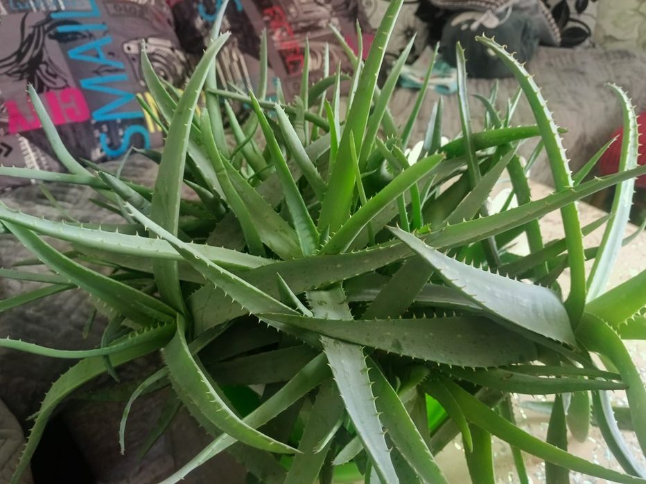 Продам цветы алоэ и сансевиерию