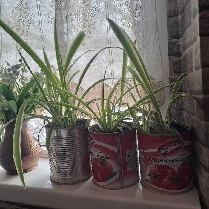 Хлорофитрум продаю цветы