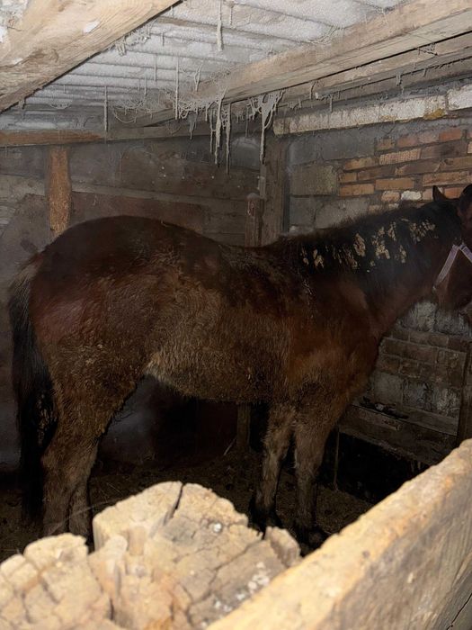 Продам тай, с откорма