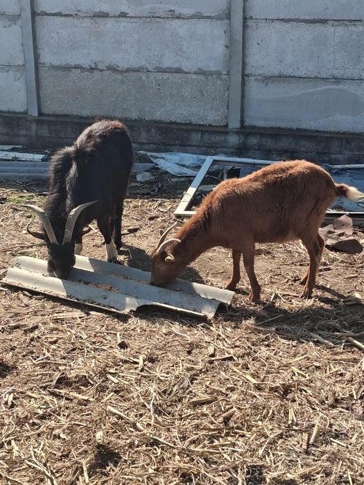 Tap de vinzare necastrat virsta 2 ani si 4 luni