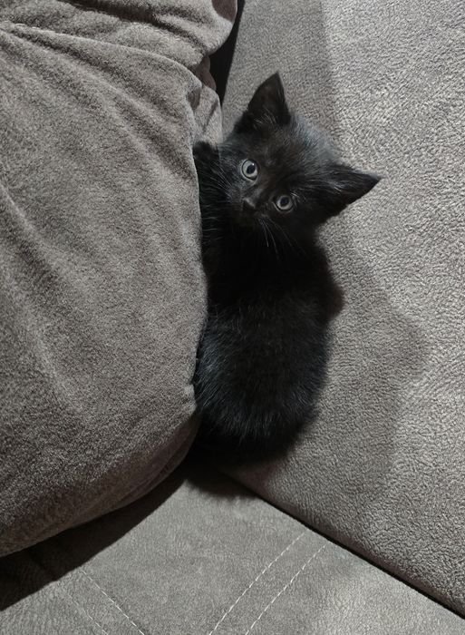 Котята шотландцы(.2 девочки.)