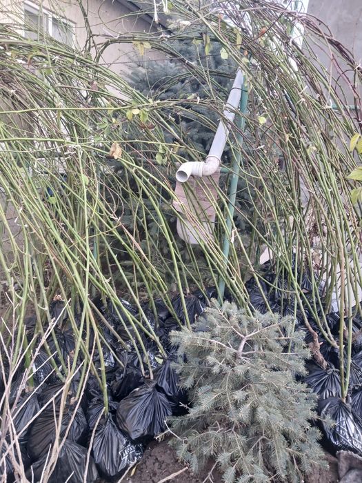 Продам кусты ежемалины.