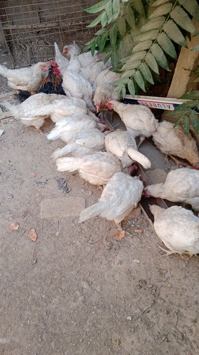 Loman sendi tovuqlari