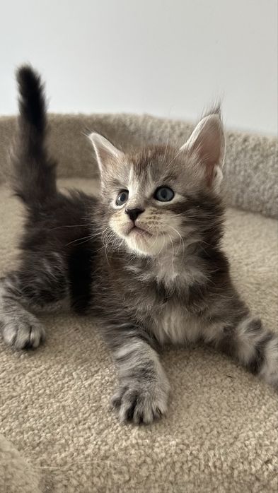 Питомник! Породистых! Котят! Мейн-Кун