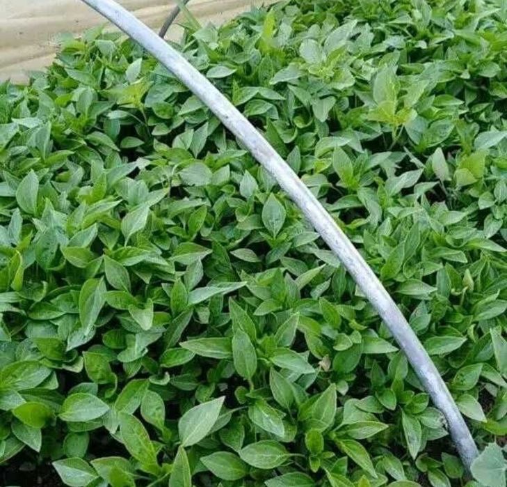 Висококачествен разсад от Родопите домати краставици и др.