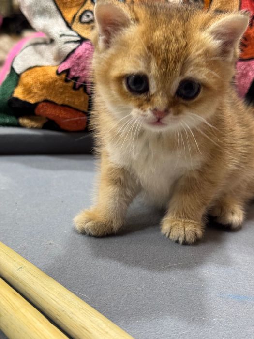 Продаются котята британ и фолд