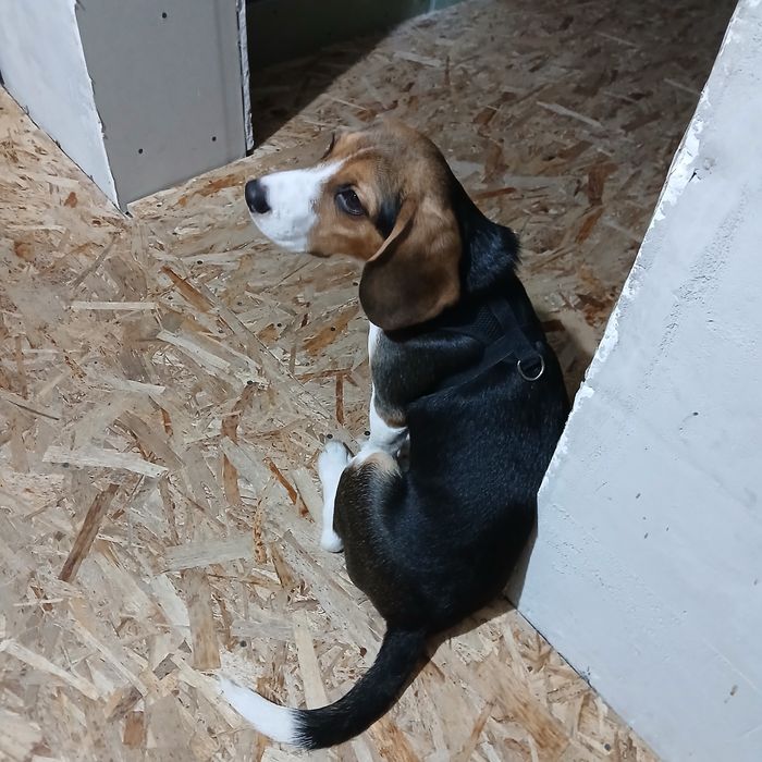 Отдам щенка бигля,в добрые,заботливые руки.С документами,умный 8мес.