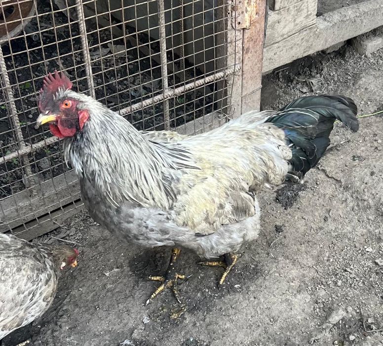 Продам домашних петухов