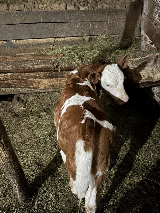 Vând un tauras și o vitea
