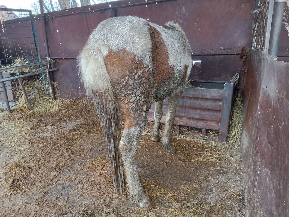 Кунан сатылады 2 жасар