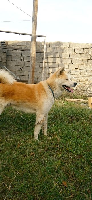 Акита ину (кобель)