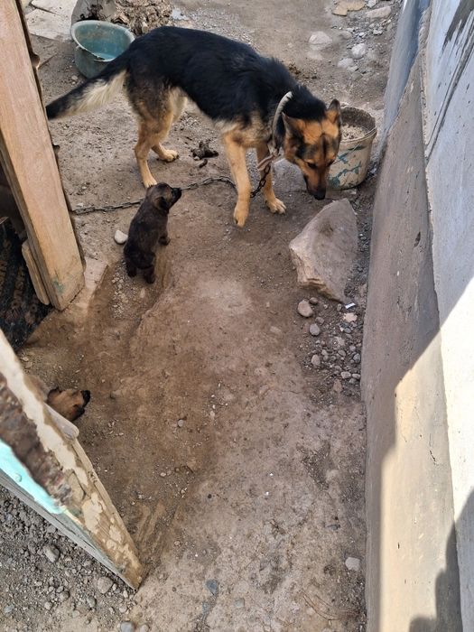 В хороших рук отдаём сабаку и щенков