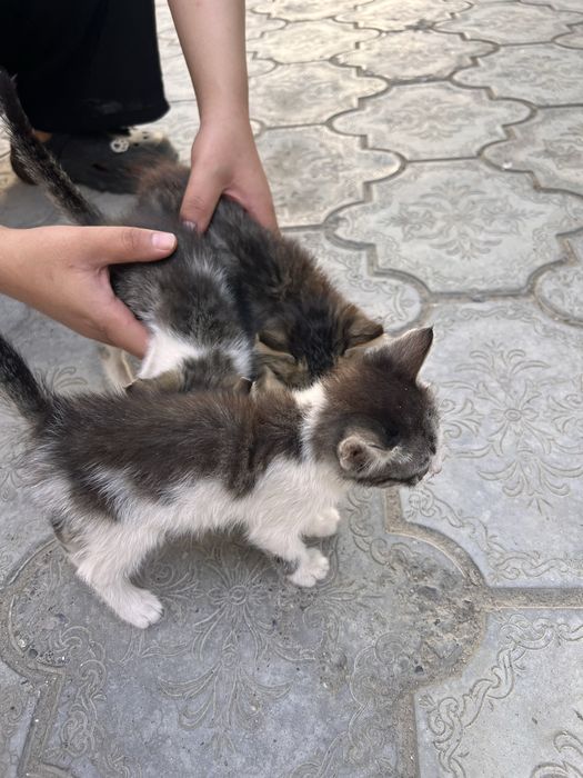 Котята ищут новый дом!