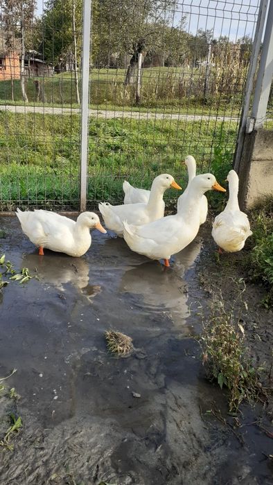 Rațe albe mari și găini brahma