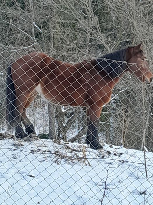 Vând  cal semigreu românesc