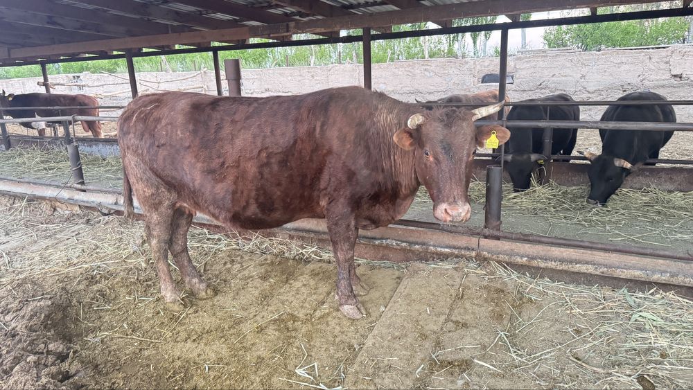 Сиыр байланған! КРС с откорма!!