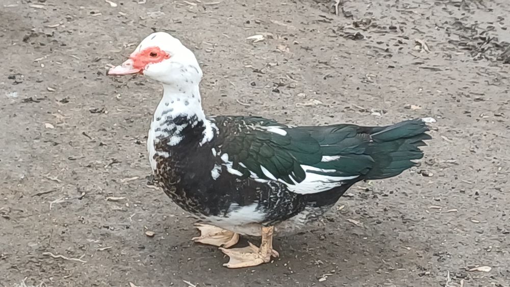 Продаётся индоутки