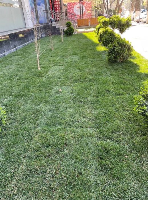 Газон высшего качества