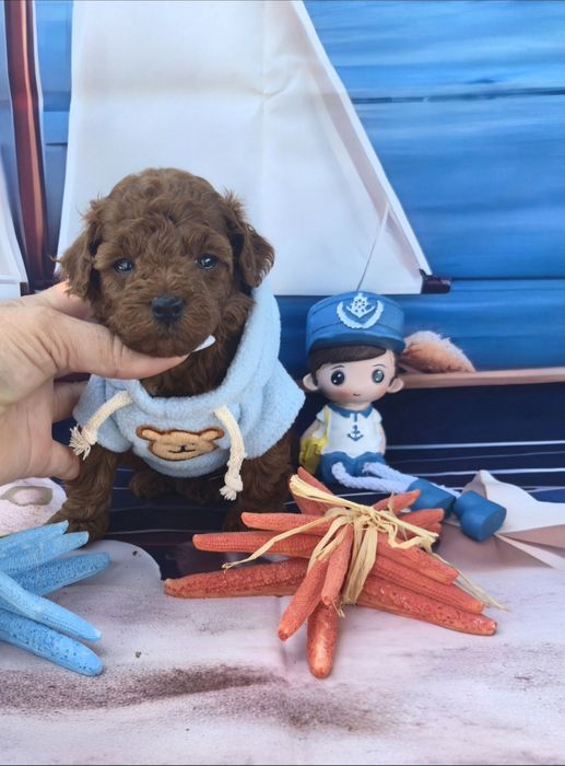 Пудел тийкъп Пудел той poodle teacup момче