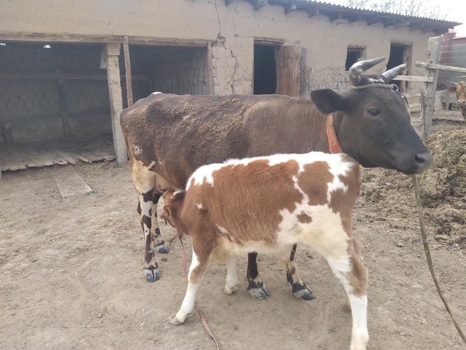 Бұзаулы Сиыр           .