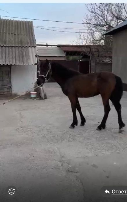 Жылкы сатылады  багасы 450000