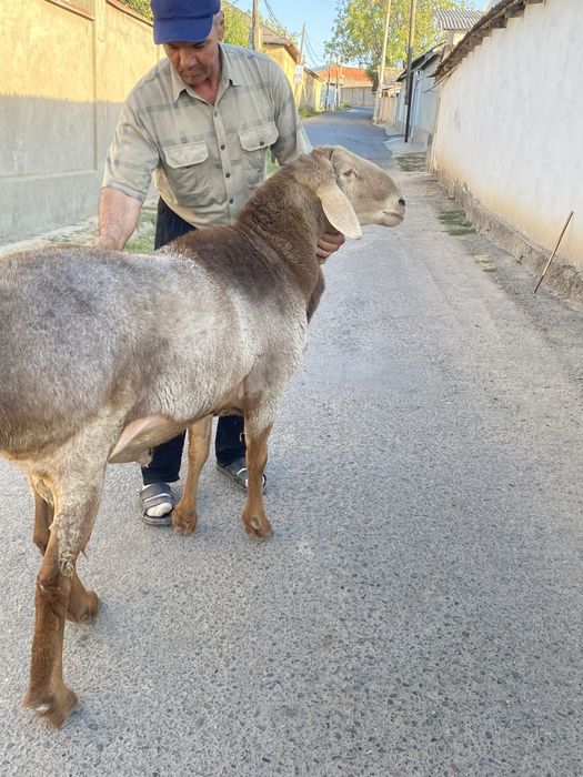 Qochqor zotga qzqaman dganla uchun