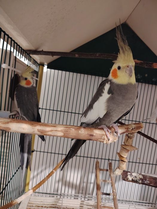 Papagali cântători și nimfe