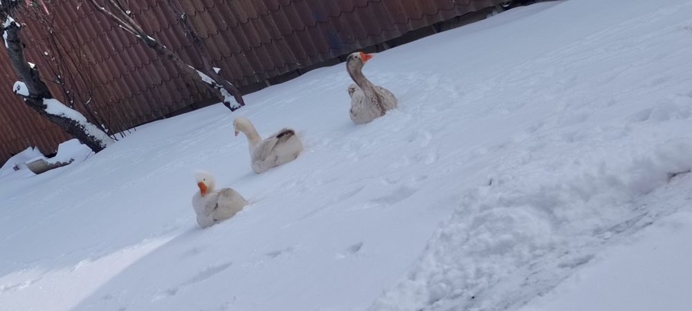 Гуси Линда  белые