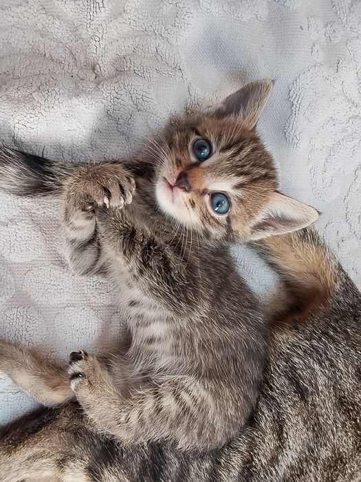Отдадим котят в добрые руки. Мальчик и девочка