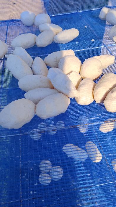 Продаю курт  свежий