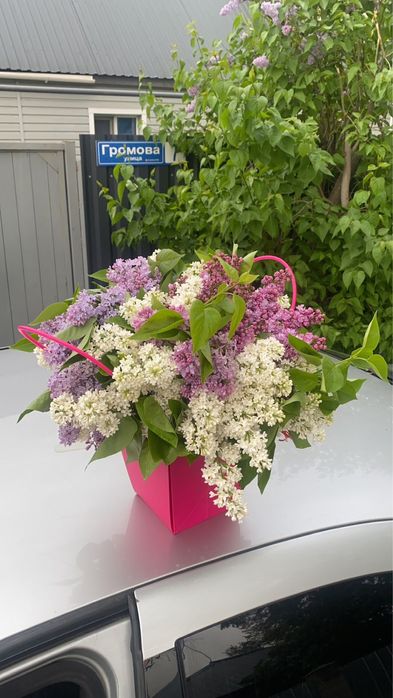 Апрельская сирень