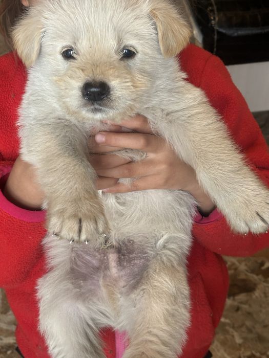 Отдам щенят в добрые руки