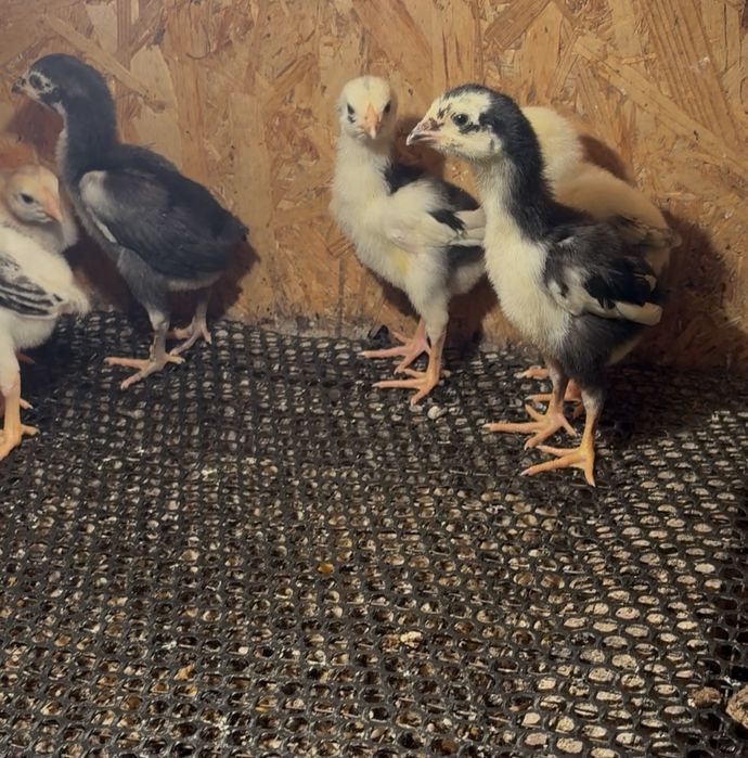 Продается цыплята шамо.