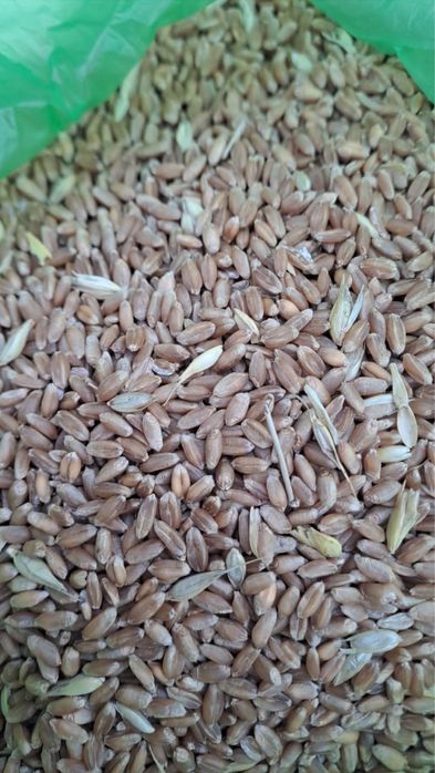 Продается фасованная пшеница