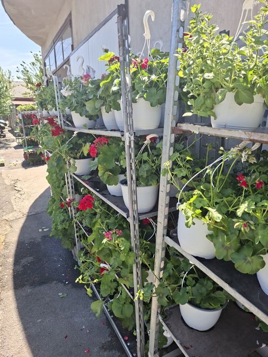 Flori de Sezon – Trandafiri la ghiveci, Mușcate Caliope și Curgătoare