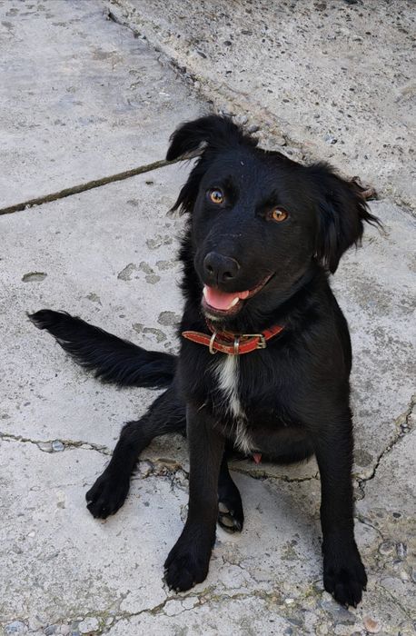 Oferim spre adoptie catelus 5 luni