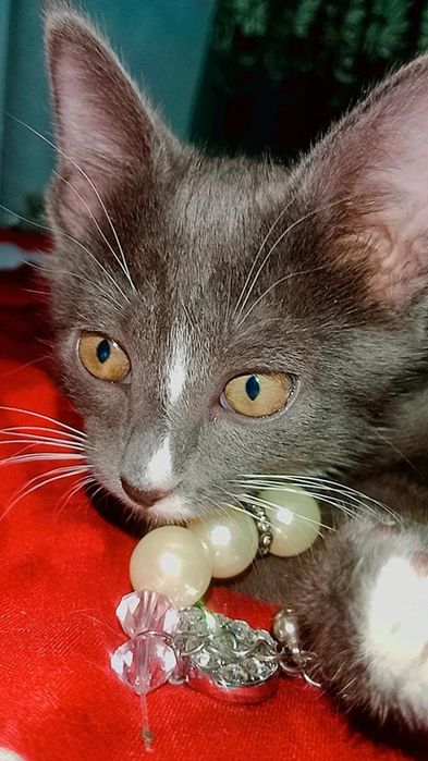 Очень красивый котенок