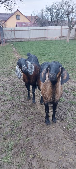 Lapte de capra anglo-nubian