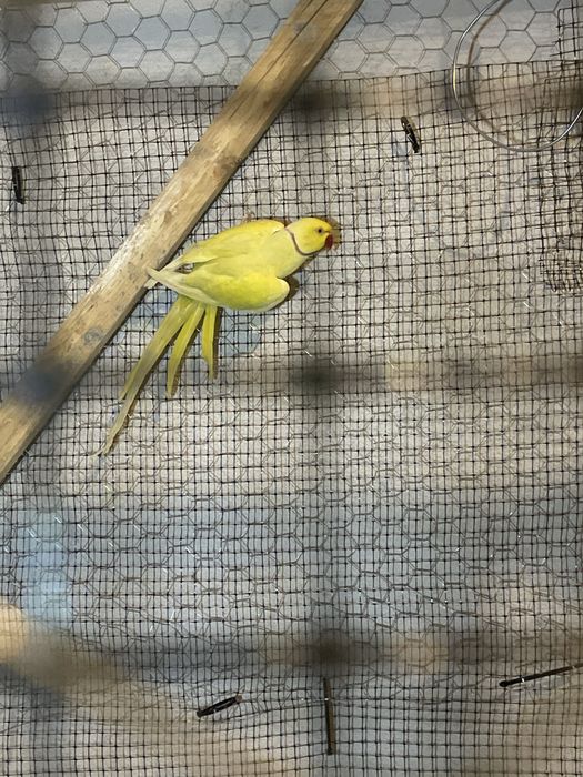 Pereche matura papagali Micul Alexandru