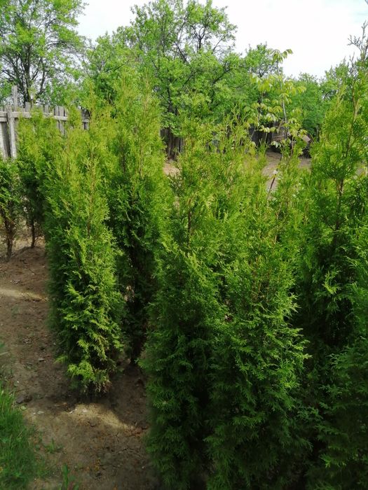 Thuja smaragd (tuia) 1 m -  2 m - plante ornamentale