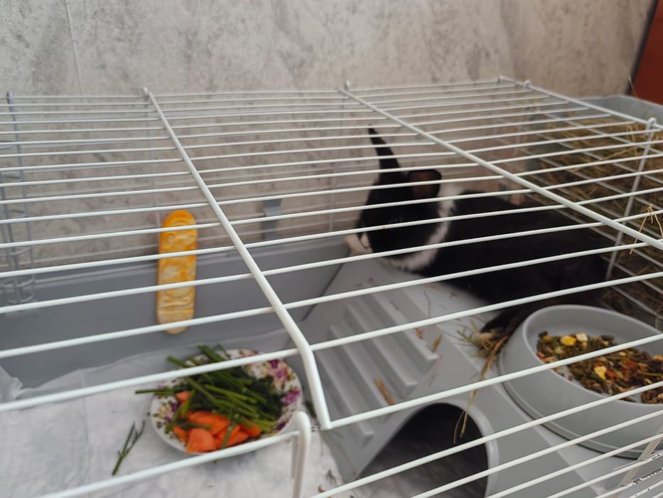 Крольчиха 1,5 мес