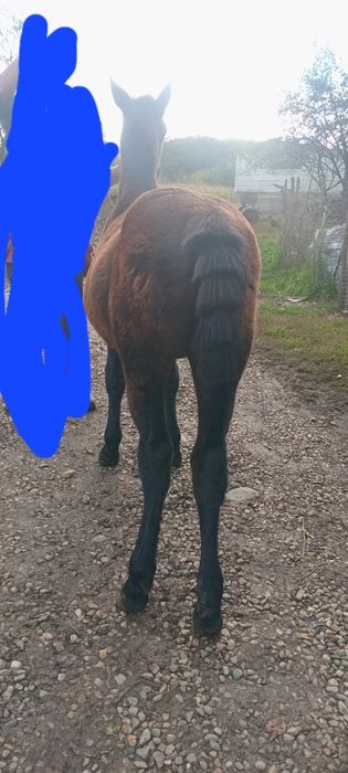 Vand sau schimb manz