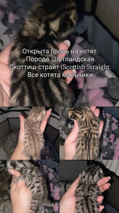 Открыта бронь на котят 
Порода :Шотландская Скоттиш-страйт (Sco