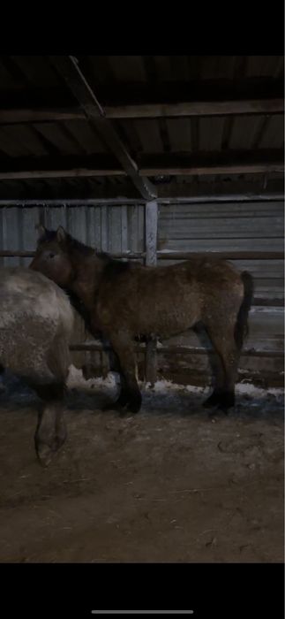 2 летка на откорме еркек