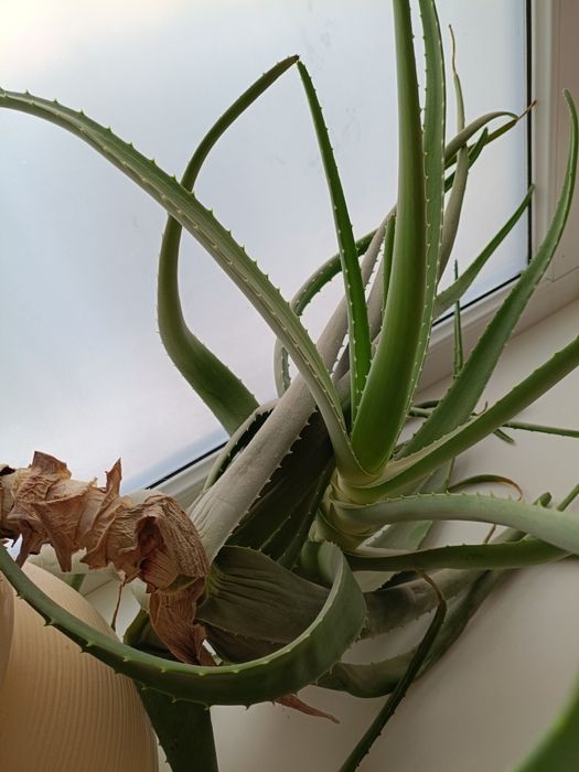 Алоэ Вера восьмилетний