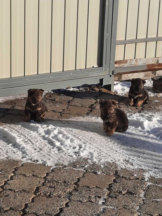 Отдам щенков, звонки, в добрые руки