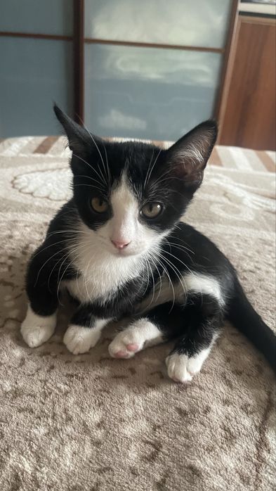 Котенок породы Манчкин