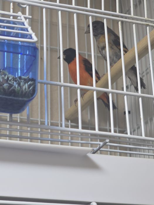 Pereche păsări exotice