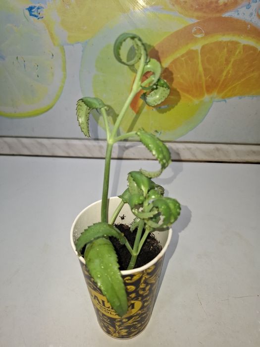 Продам Каланхоэ Дегремона