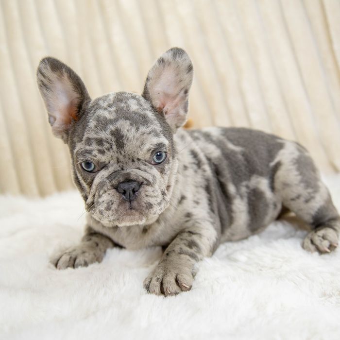 bulldog francez lilac merle
